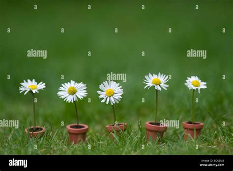 Fleurs Sauvages Dans La Pelouse Banque D Image Et Photos Alamy