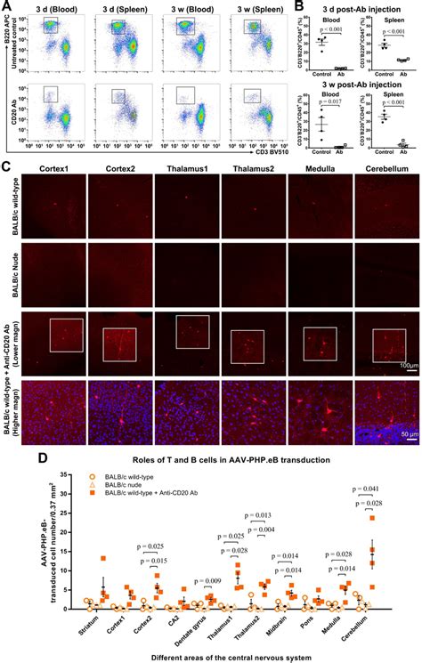 The AAV PHP EB Transduction In Either B Cell Or T Cell Deficient BALB C