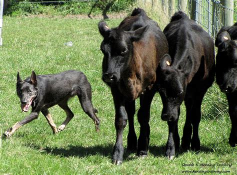 Dog Sports - Herding: the Joy of Working!