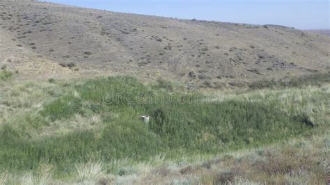 The Grassland is a Big Habitat on Earth Stock Image - Image of ...