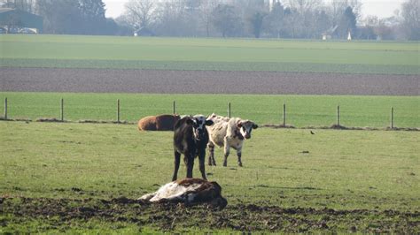 A Boisney le cadavre d une vache laissé à l abandon