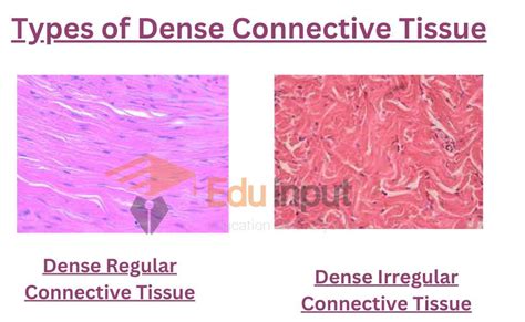 Connective Tissues Definition Structure Types Functions And Examples