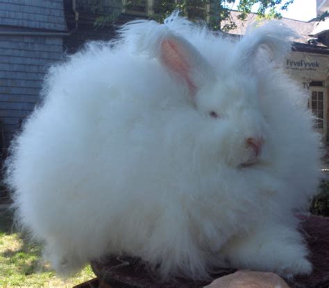 Angora Rabbit: Origin, Characteristics, Uses, Photo