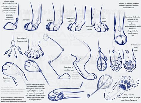 Cat Anatomy For Drawing At Getdrawings Free Download