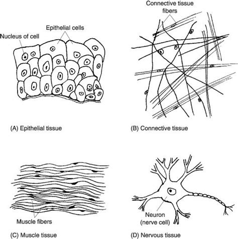 4 Types Of Tissue Worksheet