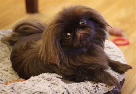 Chocolate Pekingese Puppy In Cumbernauld Glasgow Gumtree