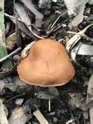 Northern Nsw Id Request Please Mushroom Hunting And Identification