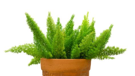 Can Asparagus Fern Survive Winter Back Gardener