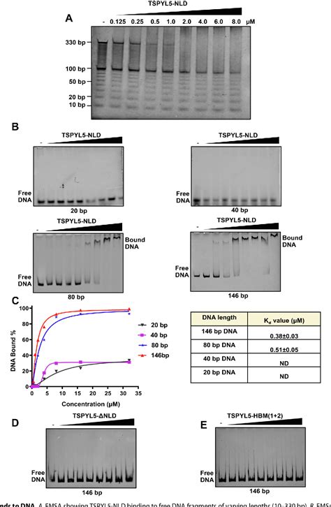 Human Testisspecific Y Encoded Protein Like Protein 5 Is A Histone H3