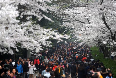 Visitors Flock To Cherry Blossoms At Wuhan University Chinadaily