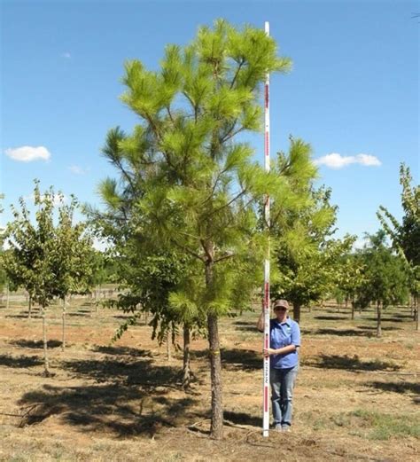 Loblolly Pine Farm Direct Premium Trees At The Best Prices In Okc