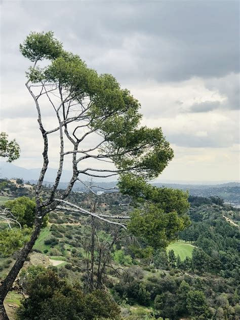 Árbol Cielo Sucursales Sale Foto gratis en Pixabay