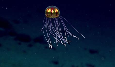 Watch Scientists Discover Glowing Jellyfish Near Mariana Trench