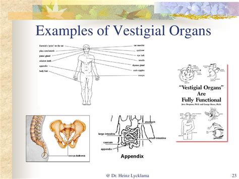 New Atheist Pseudoscience Ppt Download