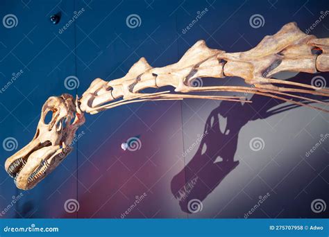 Patagotitan Dinosaur Skeleton Editorial Stock Photo - Image of vacation ...