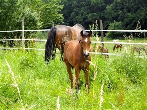 Zangersheide Foal By Levis Z Levisto Z Born April 2013 For Sale