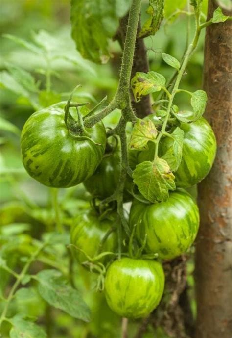 Great Indeterminate Tomato Varieties To Plant In Your Garden