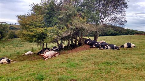 Raio Mata 17 Vacas Em Propriedade Do Município De Barracão No Rs