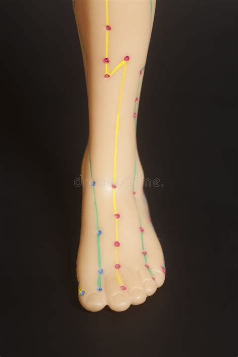 Medical Acupuncture Model Of Human Leg Stock Photo Image Of Chinese