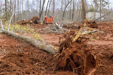 Star Land Clearing Brush Removal In South Jersey Switchback