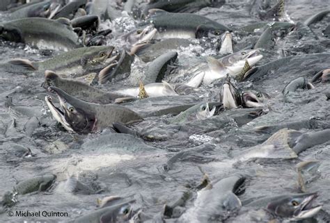 LIFE CYCLE OF PINK SALMON | JOURNAL OF A WILDLIFE PHOTOGRAPHER