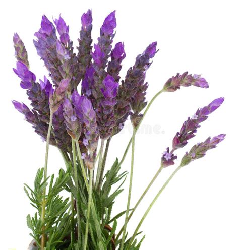 Fresh Lavender Flowers On White Stock Image Image Of Floral