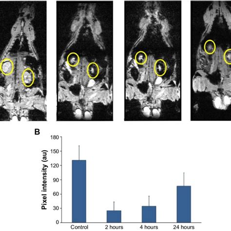 Typical Series Of Mri Images Of A Wistar Rat Treated With Mg Kg Of