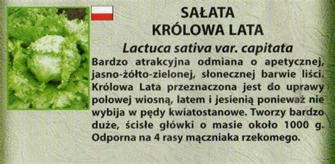 SAŁATA KRUCHA LODOWA głowiasta Królowa Lata nasiona KWIATEO pl