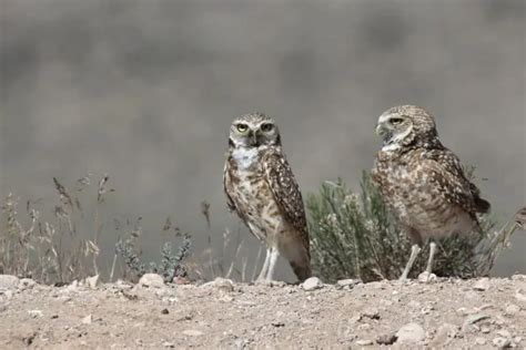 33 Interesting Facts About Burrowing Owls - Bird Feeder Hub