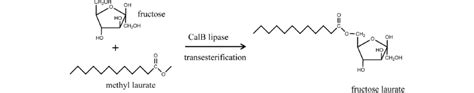 Scheme 1 Schematic Presentation Of Candida Antarctica B Lipase