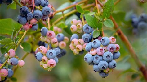 A Comprehensive Guide to Growing Blueberries in Raised Beds