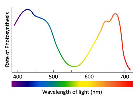 Action Spectra