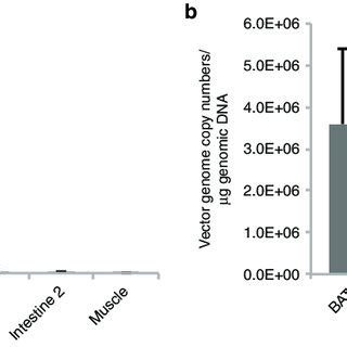 Comparison Of Oral Administration Of Rec2 Vector With Direct BAT