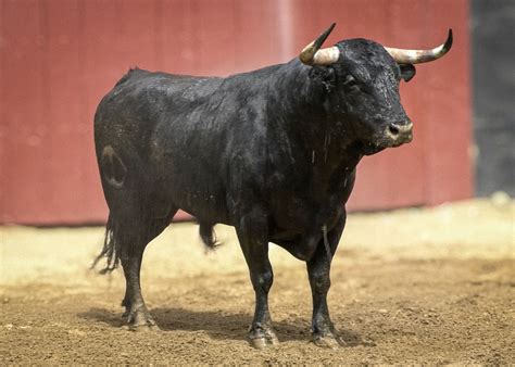 Orden De Lidia De Los Toros De Victoriano Del R O Toros De Cort S