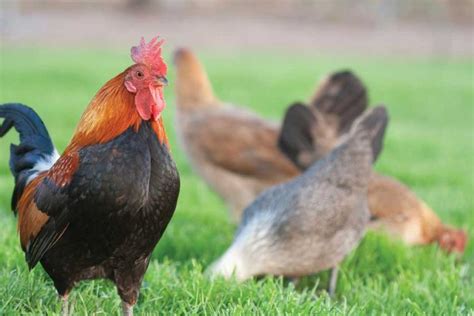 Petit Poulailler En Tunnel Pour Lever Des Poules Heureuses En Plein