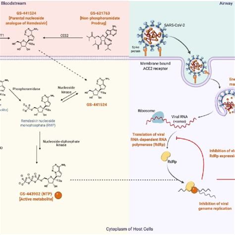 Mechanism Of Action Of Gs And Remdesivir Following Sars Cov