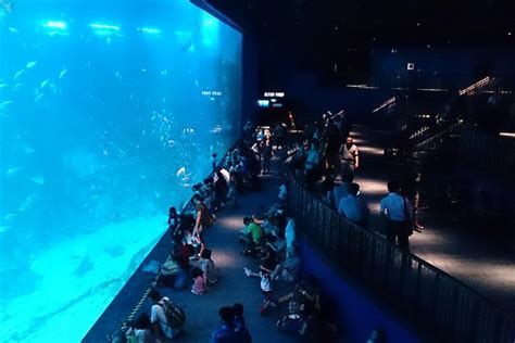 2024 Pase De Un Día Para El Acuario De Sea En Singapur Con Recogida