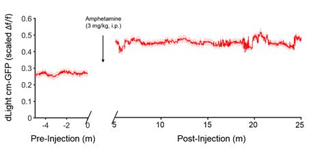 Addgene Aav Data Hub Paav Hsyn Dlight In Mouse Aav