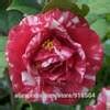 Flower Tree Camellia Seeds 50pcs - Pure Bonsai