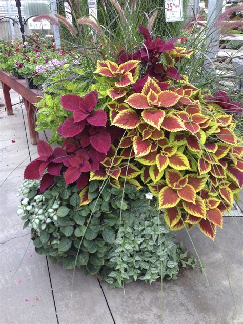 Kong Coleus Coleus Containers Container Gardening Flowers Garden