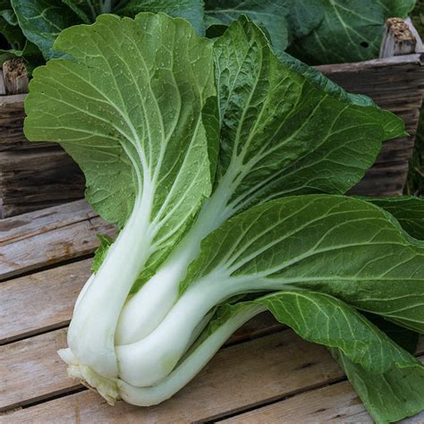 Cabbage Baby Pak Choi Weston Seed