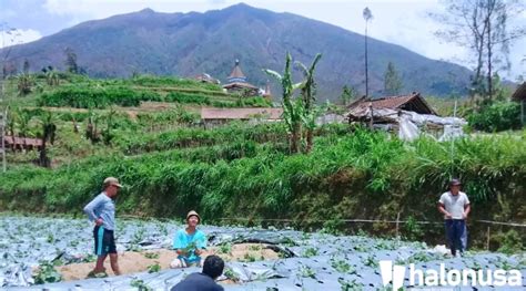 Perjuangan Petani Padang Panjang Hadapi Gagal Panen Akibat Erupsi