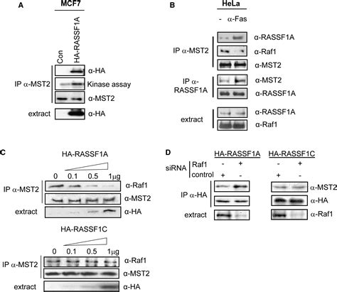 Rassf1a Elicits Apoptosis Through An Mst2 Pathway Directing