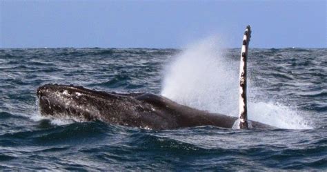 Viajes Naturalistas Y Otras Hierbas Brasil 5 2014 Las Yubartas Del