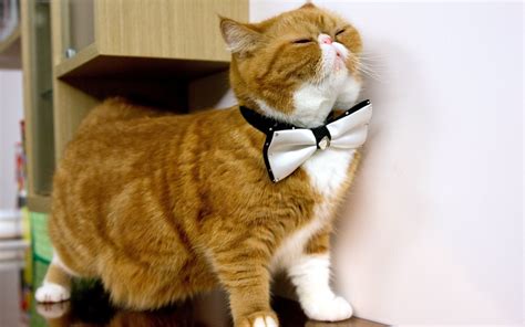 Cat With Bow Tie 1920 X 1200 Widescreen Wallpaper