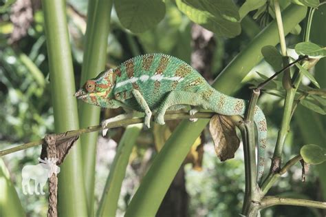 Chameleon Adaptations