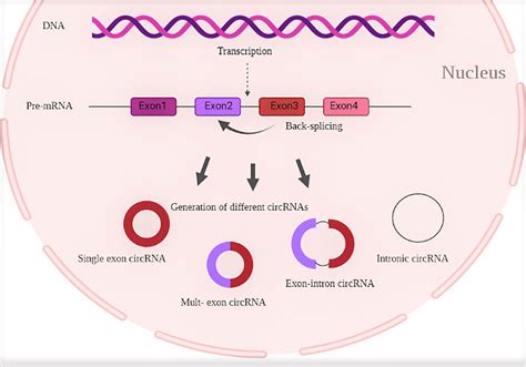 The Biogenesis Of Circrnas Regulation Of The Steady State Level Of