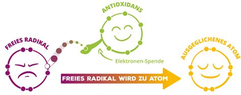 Antioxidantien Wirkung im menschlichen Körper einfach erklärt Bad