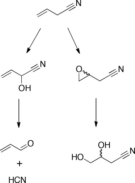 Hypothesized Pathways For The CYP Mediated Oxidative Metabolism Of