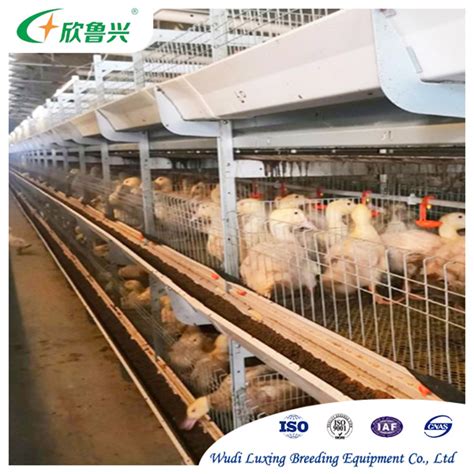 Chicken Feeding System Automatic Chicken Feeder For Poultry Farm Equipment China Automatic